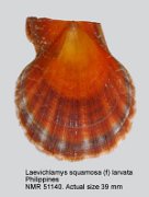 Laevichlamys squamosa (f) larvata